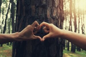 serce na drzewie